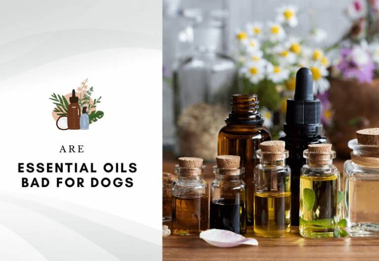 are essential oils bad for dogs – are essential oils harmful for dogs