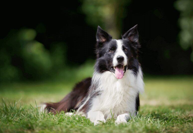 border collie Truffle dog breeds- top 10 dog breeds for truffle hunting