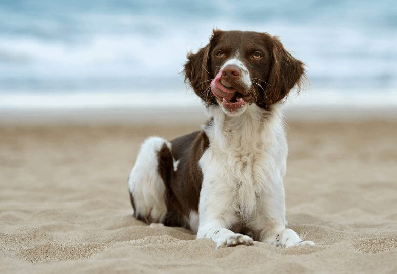 breton Truffle dog breeds- top 10 dog breeds for truffle hunting - truffle dog training