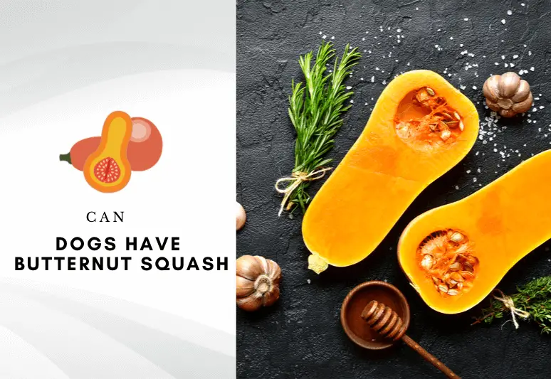 can dogs have butternut squash - Is butternut squash safe for dogs to eat -