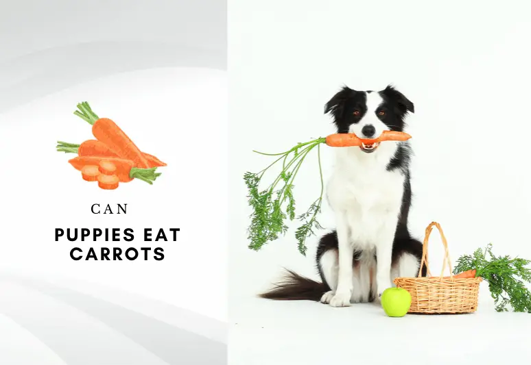 can puppies eat carrots are carrots safe for dogs to eat 2