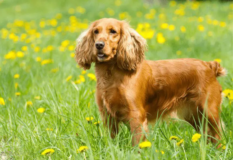 cocker spaniel Truffle dog breeds- top 10 dog breeds for truffle hunting