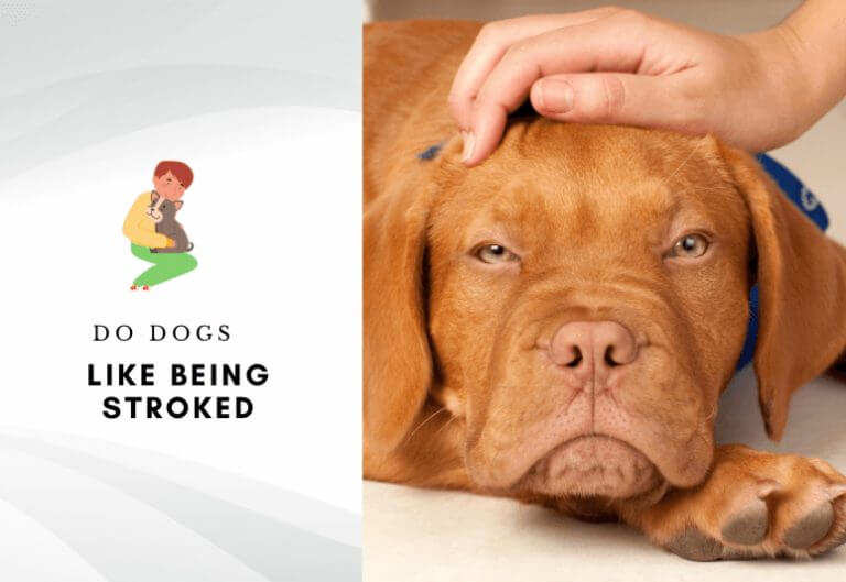 What do dogs feel when you pet - do dogs like being stroked - why dogs like being caressed