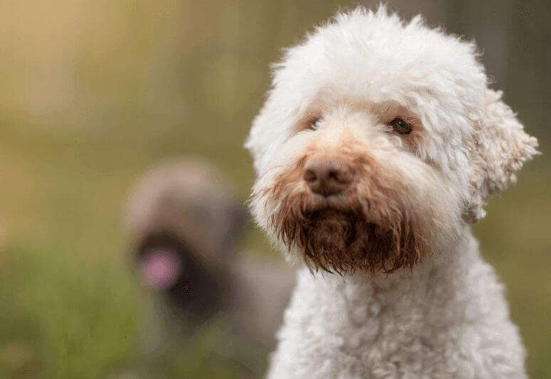 lagotto romagnolo italian truffle dog breed - What breed of dog sniffs truffles