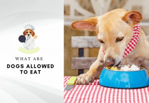 what are dogs allowed to eat - what human food can dogs eat 5