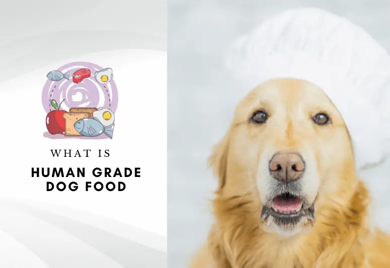 what is human grade dog food - is home grade food for dogs healthier (1)