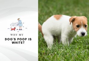 why is my dog's poop white - causes and treatment white poop in dogs