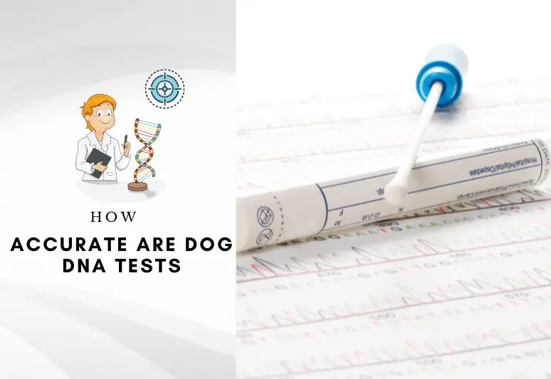 How accurate are dog DNA tests - Dog DNA tests accuracy - which dog DNA test is most accurate