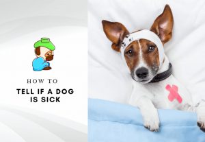 Dog Sick Symptoms - How to tell if a dog is sick - how to treat a sick dog at home
