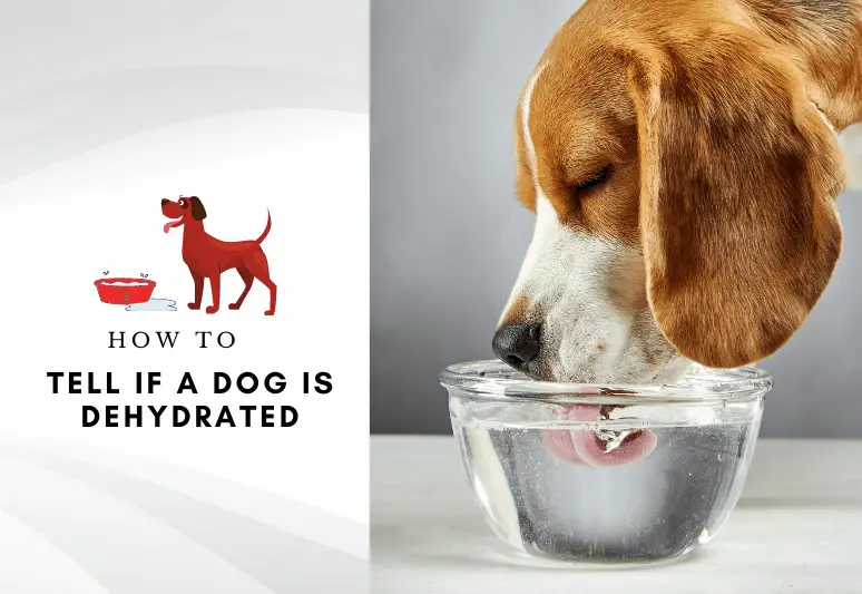 Dog not drinking water - how to tell if a dog is dehydrated