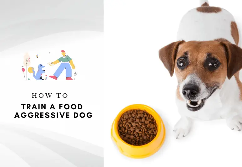 Food aggression in dogs - how to train a food aggressive dog