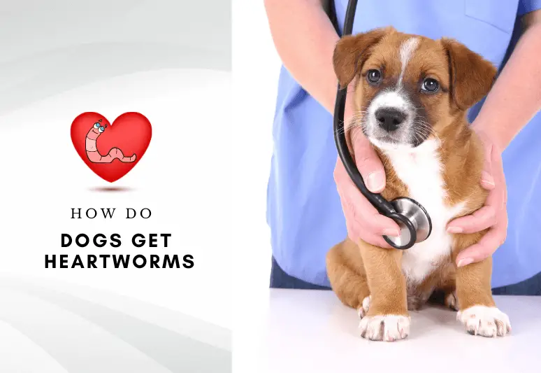 How Do Dogs Get Heartworms - treat and prevent heartworm in dogs