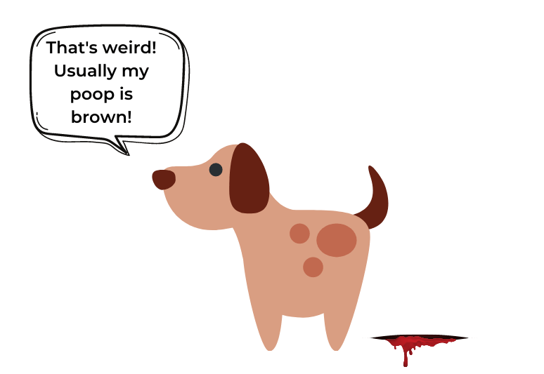 Puppies pooping blood: Why is my puppy pooping blood? 2