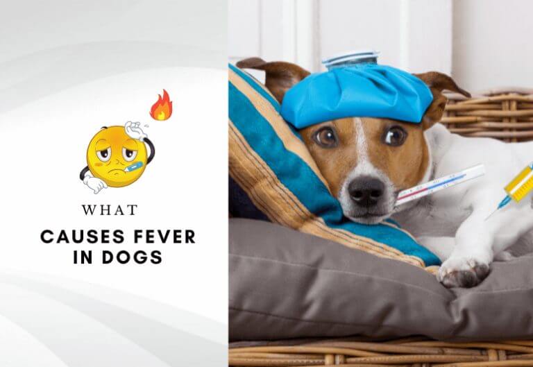 What Causes Fever in Dogs - 6 Signs and Symptoms of Dog Fever