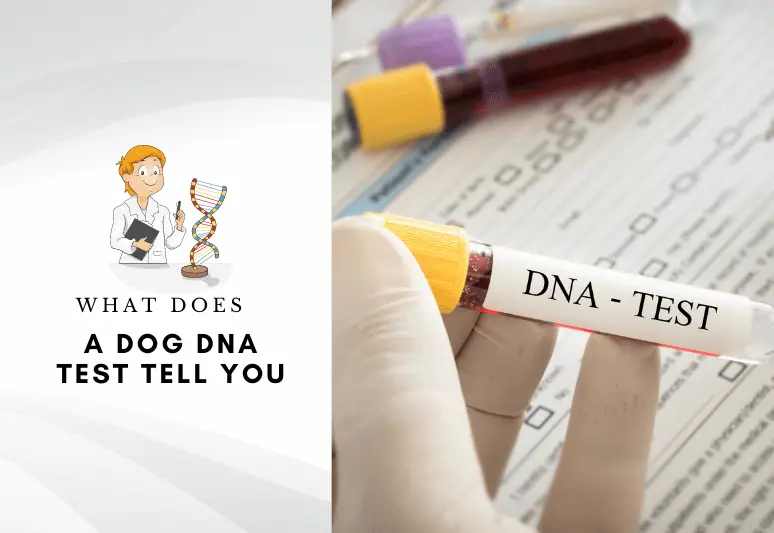 What does a dog DNA test tell you – What do dog DNA tests show