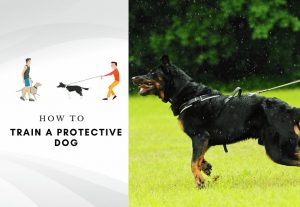 how to train an overprotective dog - how to train a protective dog
