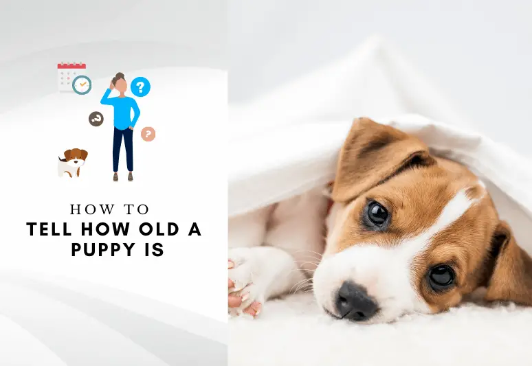 puppies age by teeth - How to tell how old a puppy is