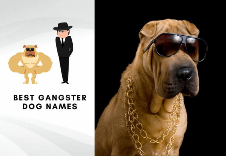 Best gangster dog names - Best badass and tough dog names