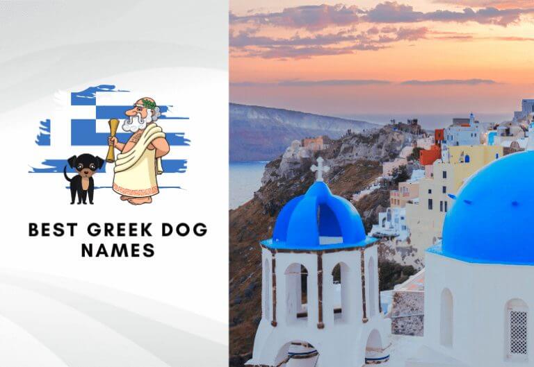Best greek dog names - Best names for dogs in greek language