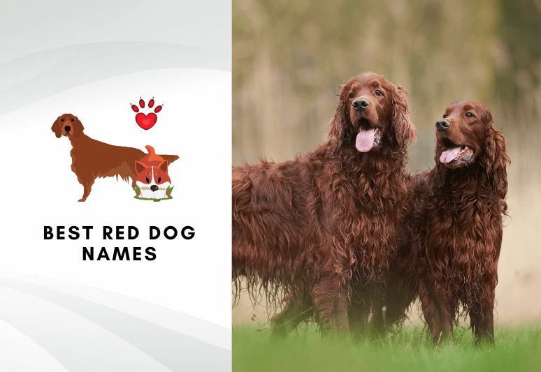 Best red dog names for fiery haired puppies - Best names for orange dogs and ginger dogs