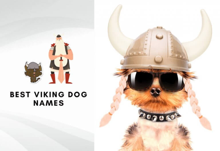 Best viking dog names - Best names for dogs in old norse language