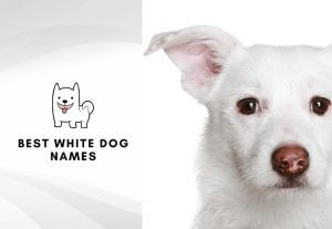 Best white dog names - Best names for gray dogs and white puppies