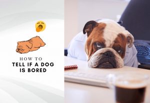 How to tell if your dog is bored - how to relieve dog boredom - boredom in dogs
