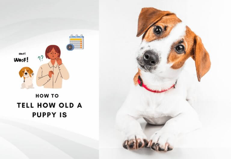puppies age by teeth - How to tell how old a puppy is-min