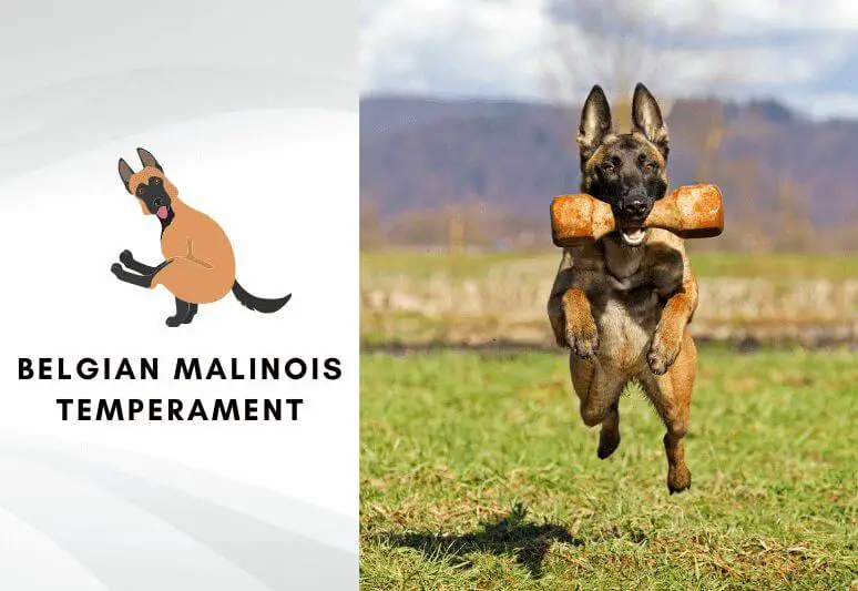 Are belgian malinois aggressive - temperament of the malinois dog