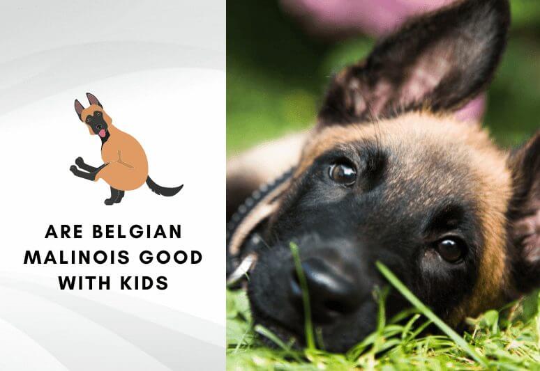How are belgian malinois with children - Are belgian Malinois good with kids