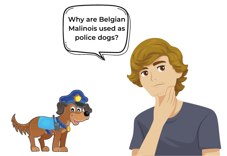 Why are Belgian Malinois used as police dogs 