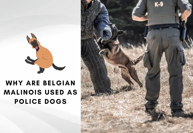 Why are belgian malinois used as police dogs