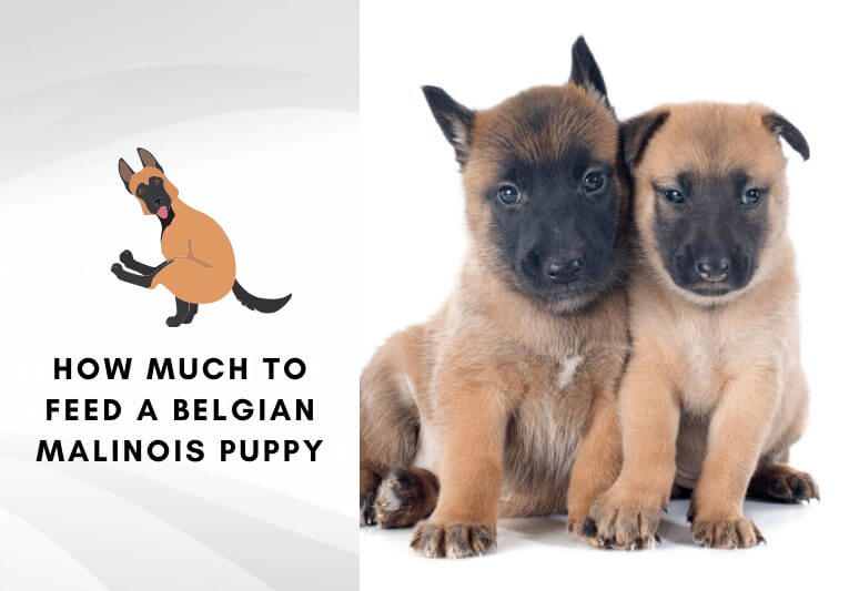 belgian malinois feeding chart - How much to feed a belgian malinois puppy