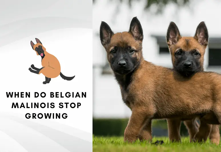 belgian malinois growth chart - When do belgian malinois stop growing