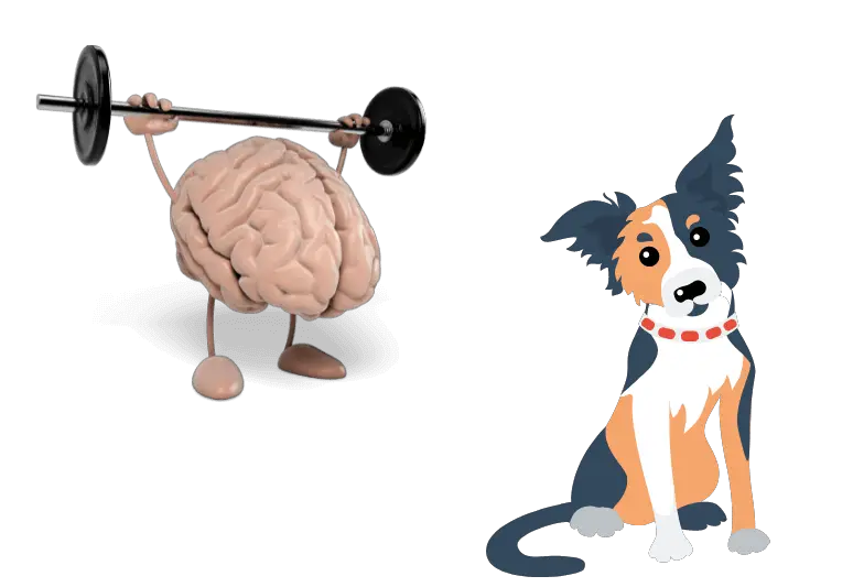 Why are border collies so smart? (answered!) 1