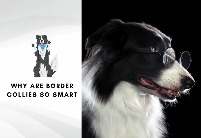 Why Are Border Collies So Smart and intelligent