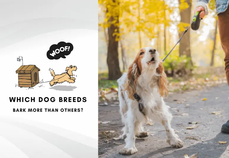 Which dog breeds bark more than others