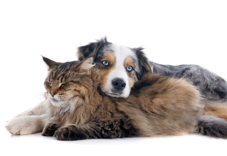 How to stop the mounting and humping behavior between your dog and cat