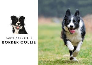 Facts About the Border Collie