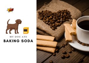 My Dog Ate Baking Soda - What Should I Do