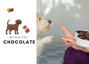 My Dog Ate Chocolate – How Long Before Symptoms Start-min