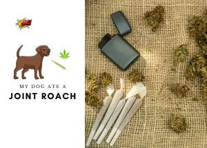 My Dog Ate a Joint roach – What Should I Do Now-min