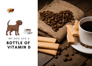 My Dog Ate Coffe beans - What Should I Do