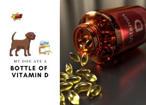 My Dog Ate an Entire Bottle of Vitamin D Tablets - What Should I Do-min