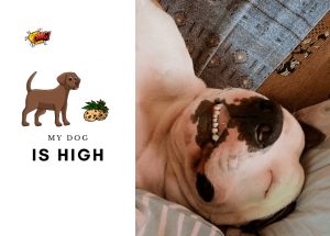 My dog is high - How to get a dog unstoned