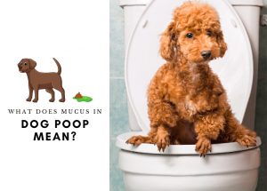 What Does Mucus in Dog Poop Mean