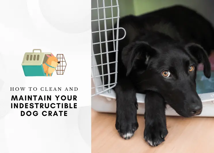 How To Clean And Maintain Your Indestructible Dog Crate (1)