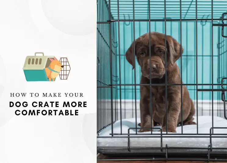 How To Make Your Dog Crate More Comfortable (1)